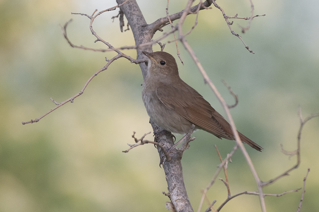 Thrush Nightingale